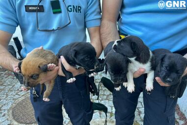 Deixa cães recém-nascidos presos, sem água nem comida