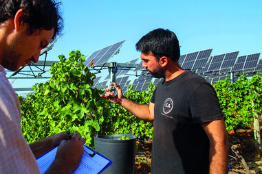 Gonçalo Victorino num dos dias de vindima na Tapada da Ajuda, em Lisboa 