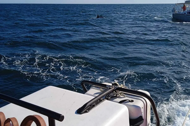 Veleiro com bandeira francesa atacado por orcas ao largo de Vila do Conde