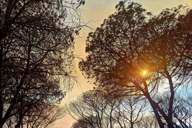 Incêndios foram ateados em zonas florestais