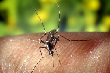 Mosquito transmissor do dengue