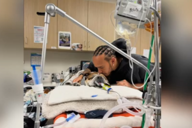 Lewis Hamilton vive dias difíceis: Cão do piloto está em coma
