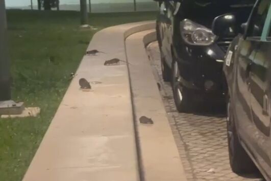 Image of pest control efforts in Lisbon