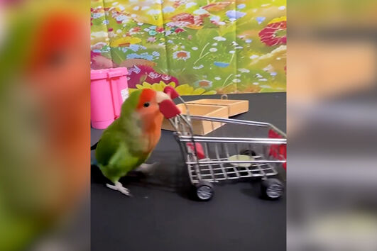 Dá cambalhotas e sabe encestar: os truques deste papagaio vão deixá-lo impressionado  