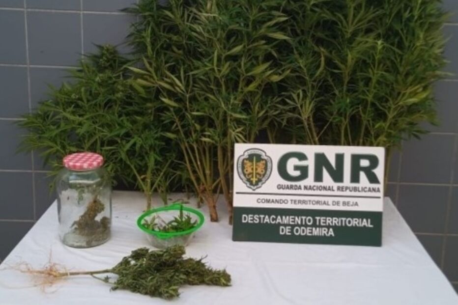 GNR detém homem em Odemira por cultivo de canábis e tráfico
