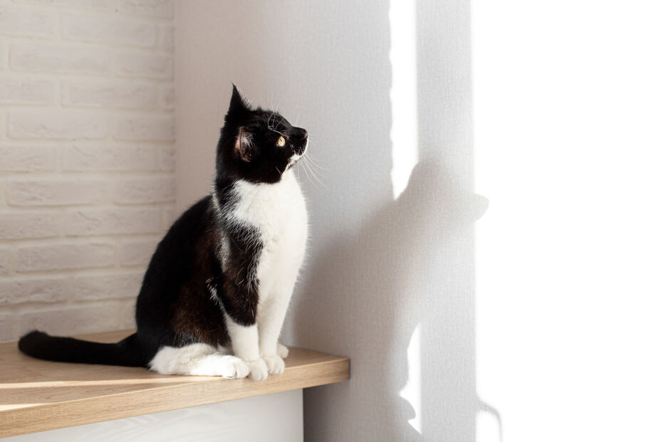 Afinal, porque é que os gatos são atraídos por luzes e lasers?