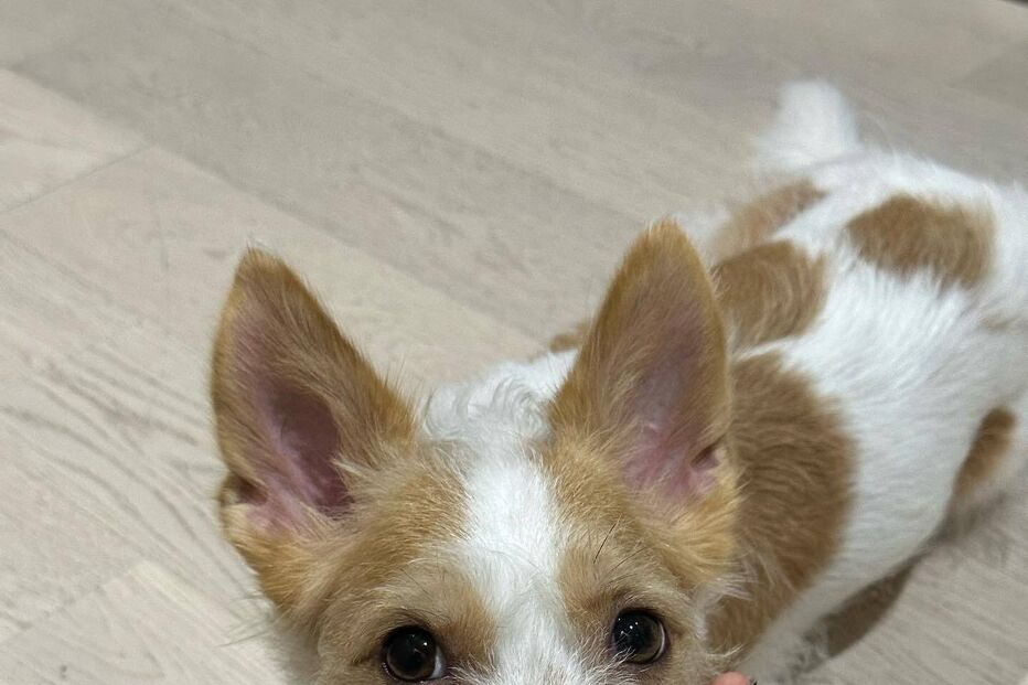 Hank, o cão com mais seguidores do Instagram