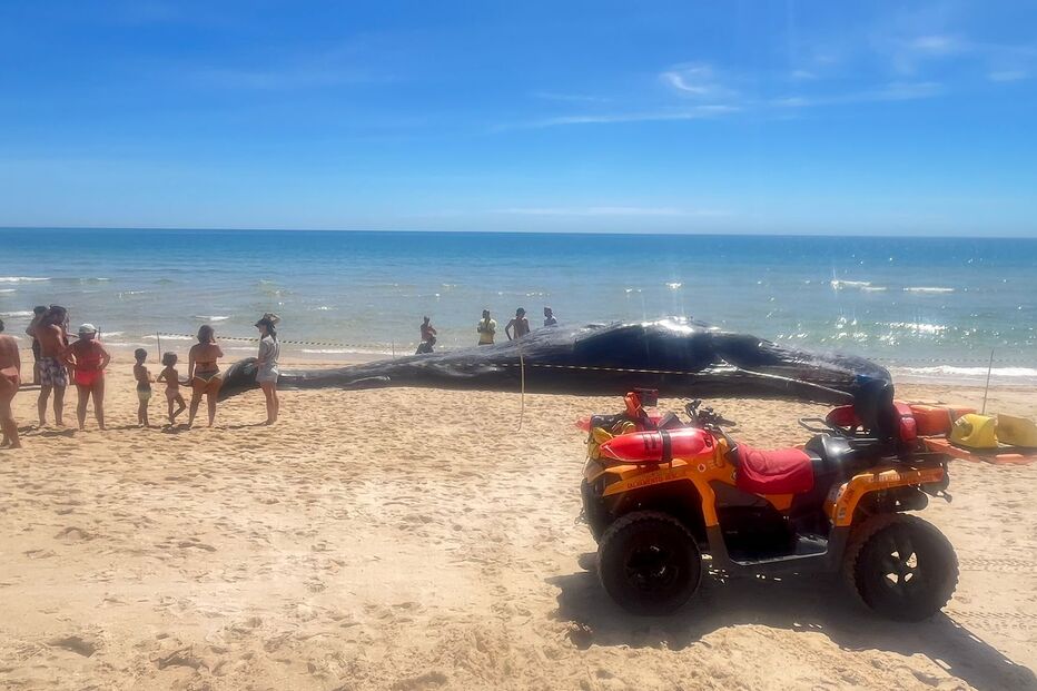 Cachalote de 14 toneladas arrojou na Ilha da Armona em Olhão