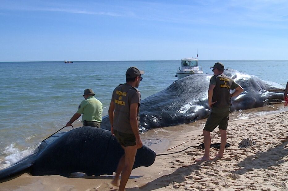 Cachalote foi retirado por uma embarcação