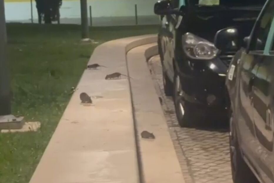 Combate às pragas de ratos e baratas custou 1,1 milhões de euros em sete anos em Lisboa