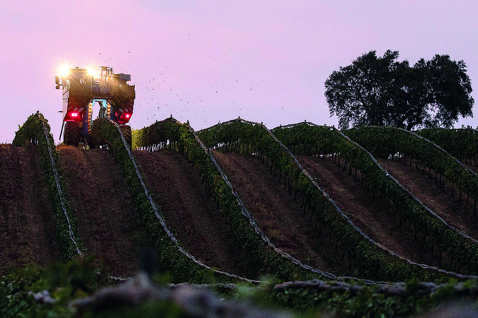 Herdade da Mingorra. Vindima mecânica permite colher as uvas no momento ideal