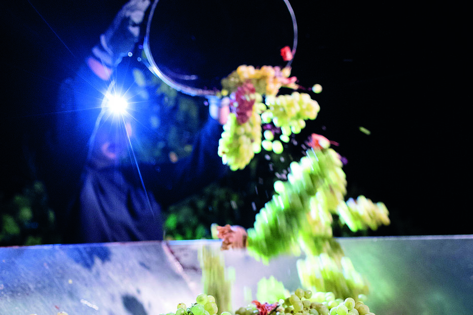 Gerações da Talha. Vindima noturna em Vila de Frades  