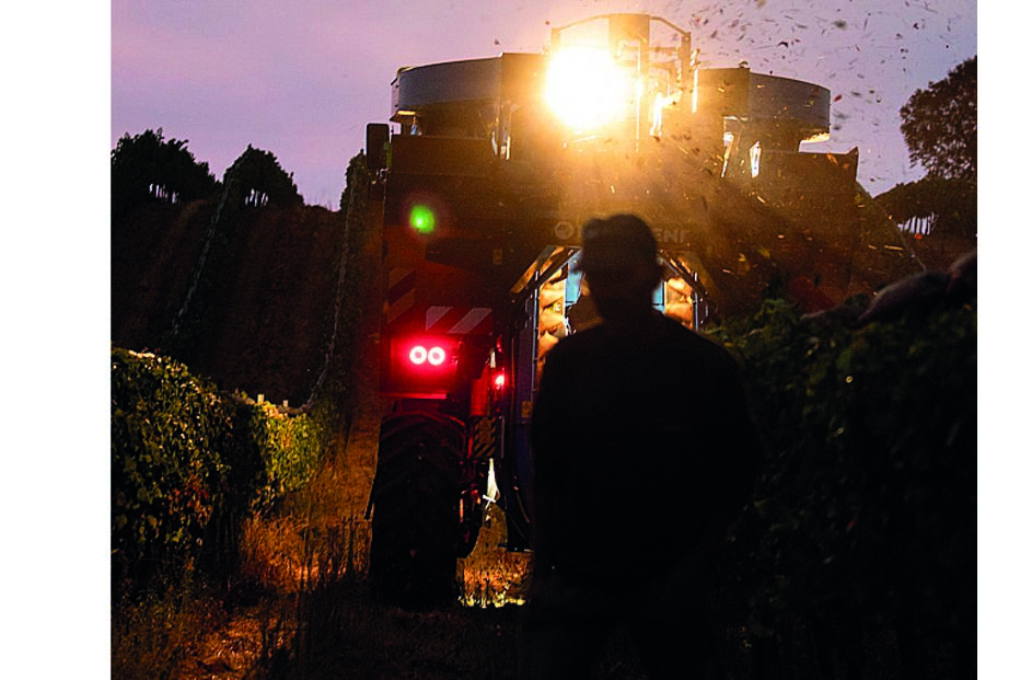 A vindima na Mingorra é ajustada para coincidir com as horas mais frescas