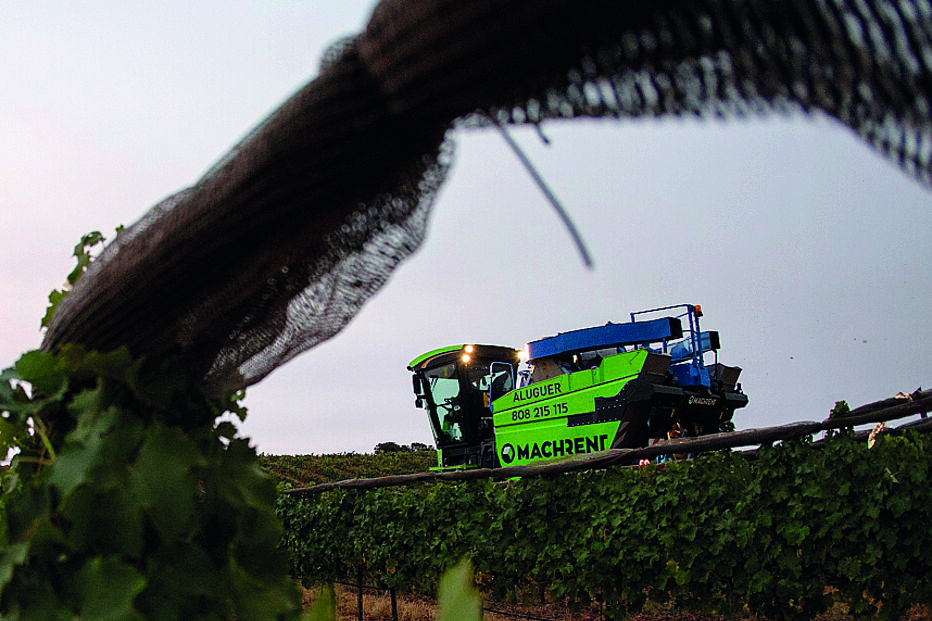 A vindima na Mingorra é ajustada para coincidir com as horas mais frescas