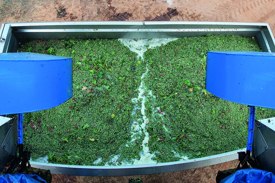 A vindima na Mingorra é ajustada para coincidir com as horas mais frescas