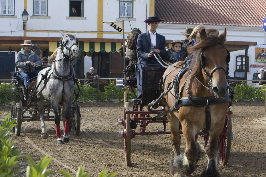Imagem Feira do Cavalo na Golegã 2567371.jpg (26146185) (Milenium)
