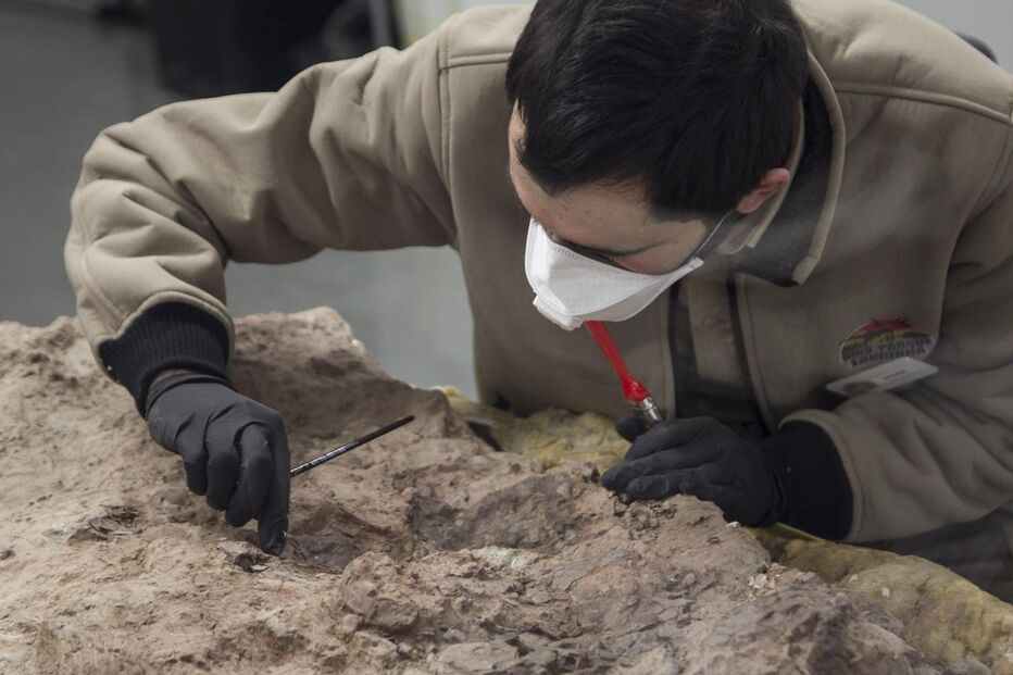 Fósseis de excrementos com 300 milhões de anos recriam vida antiga a nível molecular