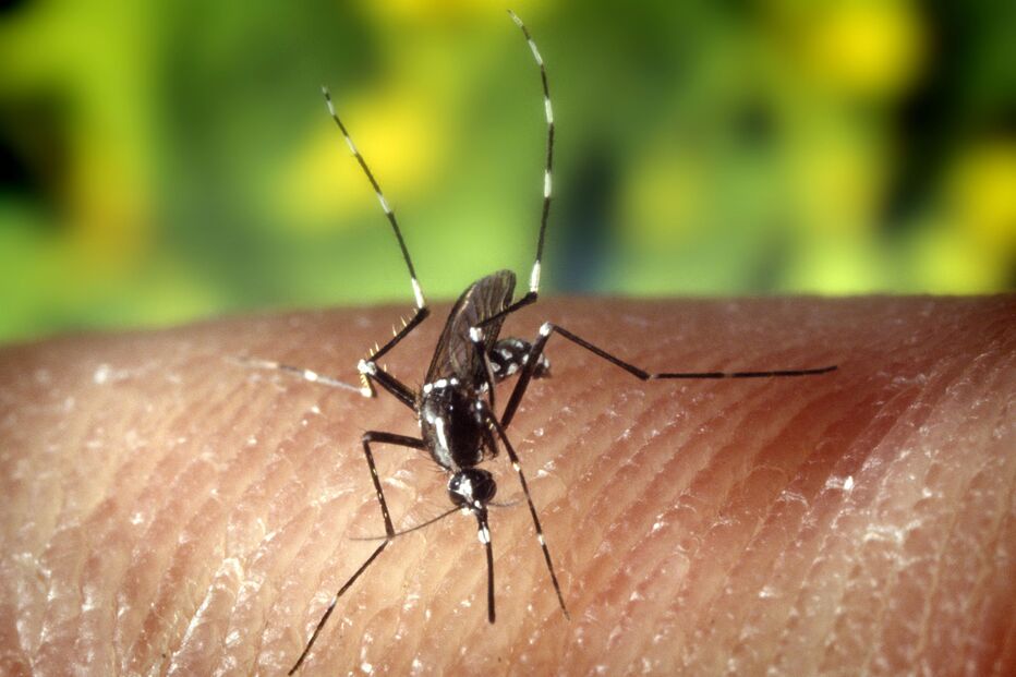Mosquito transmissor do dengue detetado 