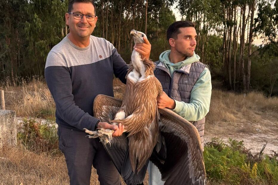 Homens seguram um abutre-grifo perto de Vouzela