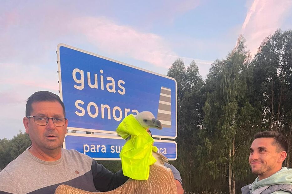 Homens resgatam grifo em Vouzela