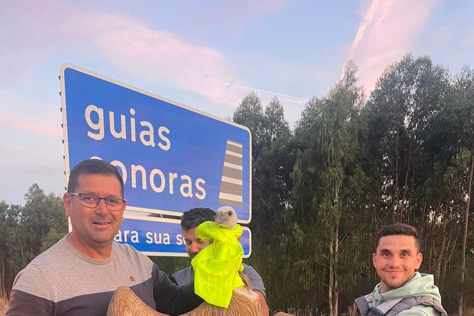 Homens resgatam grifo em Vouzela, assegurando proteção da vida selvagem