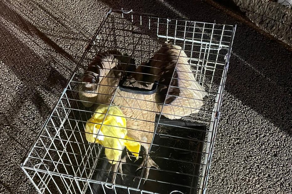 Pato resgatado em Vouzela recebe cuidados numa jaula