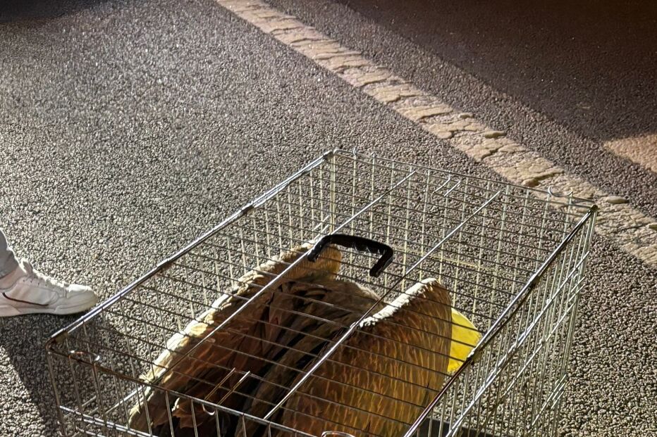 Ave selvagem resgatada em Vouzela aguarda recuperação em gaiola