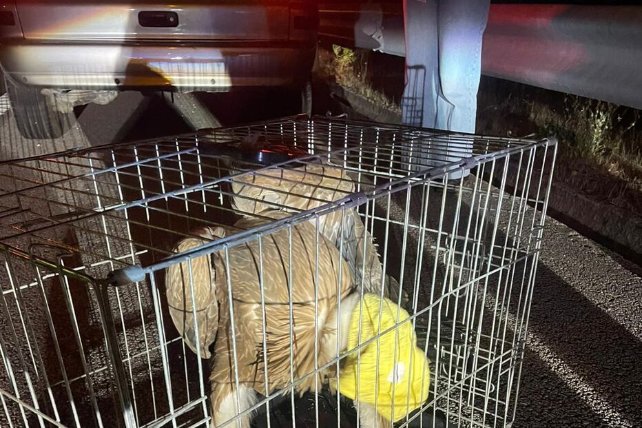 Ave resgatada em Vouzela viaja em segurança numa transportadora