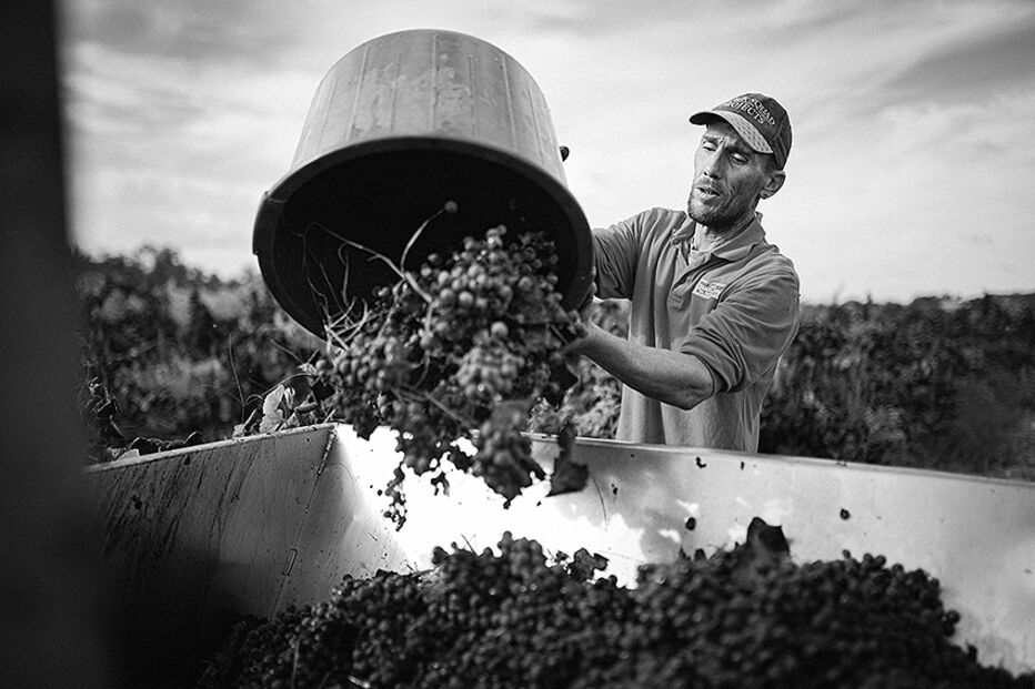 Vindimas Península de Setúbal