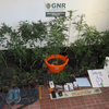 <![CDATA[ Homem detido por cultivo de canábis em Fornos de Algodres ]]>