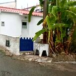 Mulher morta à facada em Sintra