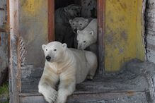 No Ártico russo, ursos polares invadem estação abandonada, captados por Vadim Makhorov.
