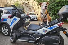 Cadela abandonada em carro uma semana sem água nem comida