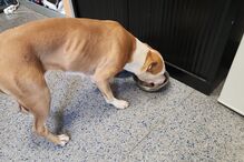 Cadela abandonada em carro uma semana sem água nem comida