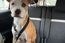 Cadela abandonada em carro uma semana sem água nem comida