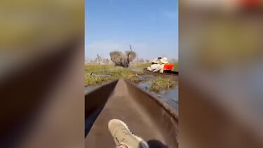 Mãe elefante derruba grupo de turistas para proteger as crias  