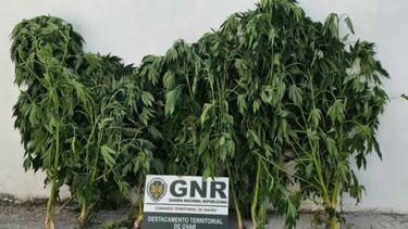 Homem detido em Ovar por cultivar e traficar estupefacientes