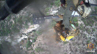 Cão resgatado após queda em desfiladeiro nos EUA 