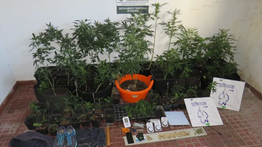 Homem detido por cultivo de canábis em Fornos de Algodres