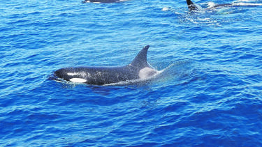 Os golfinhos que atacam veleiros