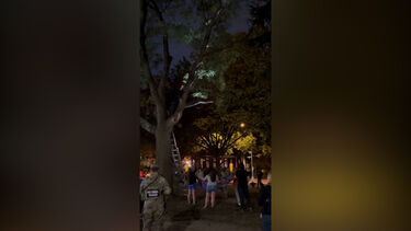 Militares da Guarda Nacional dos EUA tentam resgatar gato preso em árvore 