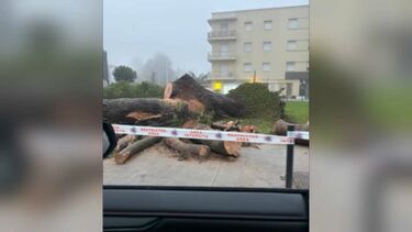 Mau tempo no Porto provoca queda de árvore