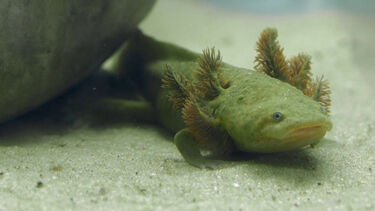 Cientistas testam microchips em salamandras mexicanas em risco de extinção 