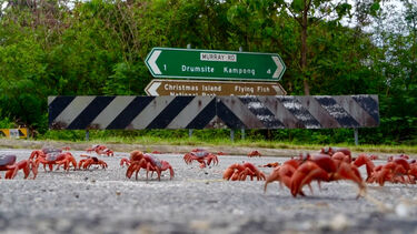 Impressionante: milhões de caranguejos vermelhos obrigam a cortar estradas em ilha australiana 