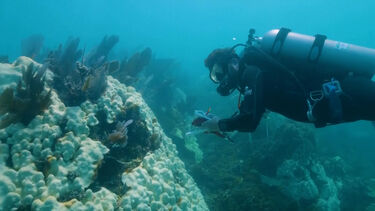 Corais da Flórida poderão estar “funcionalmente extintos” após onda inédita de calor marinho de 2023