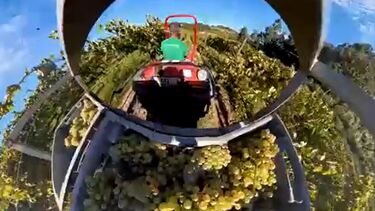 Saiba como o turismo ligado à produção de vinho está atrair cada vez mais pessoas a Portugal  