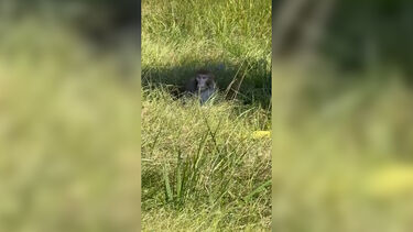 Macacos destinados a investigação científica escapam de camião capotado em autoestrada nos EUA  