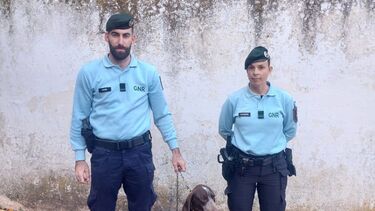 GNR recupera em Borba cão furtado em Arraiolos