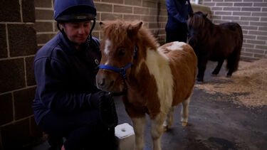 Pónei do tamanho de cão conquista visitantes em centro de resgate no Reino Unido