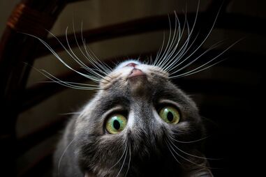 Para que servem, afinal, os bigodes dos gatos? Nós contamos-lhe tudo!